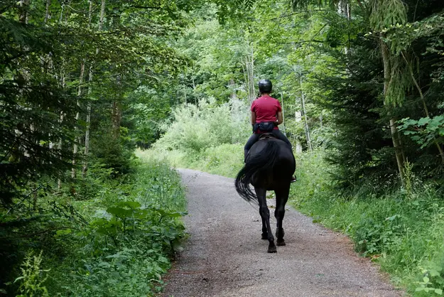 Trail Rider