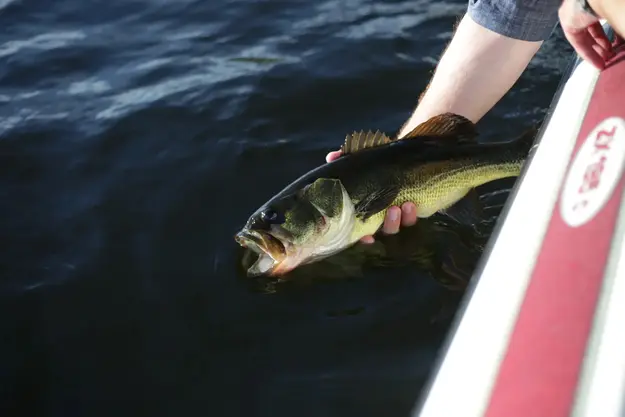 Fishing in Lake Ovid