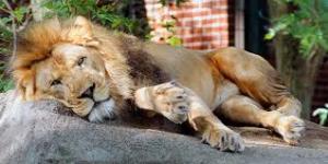 Lounging Lion